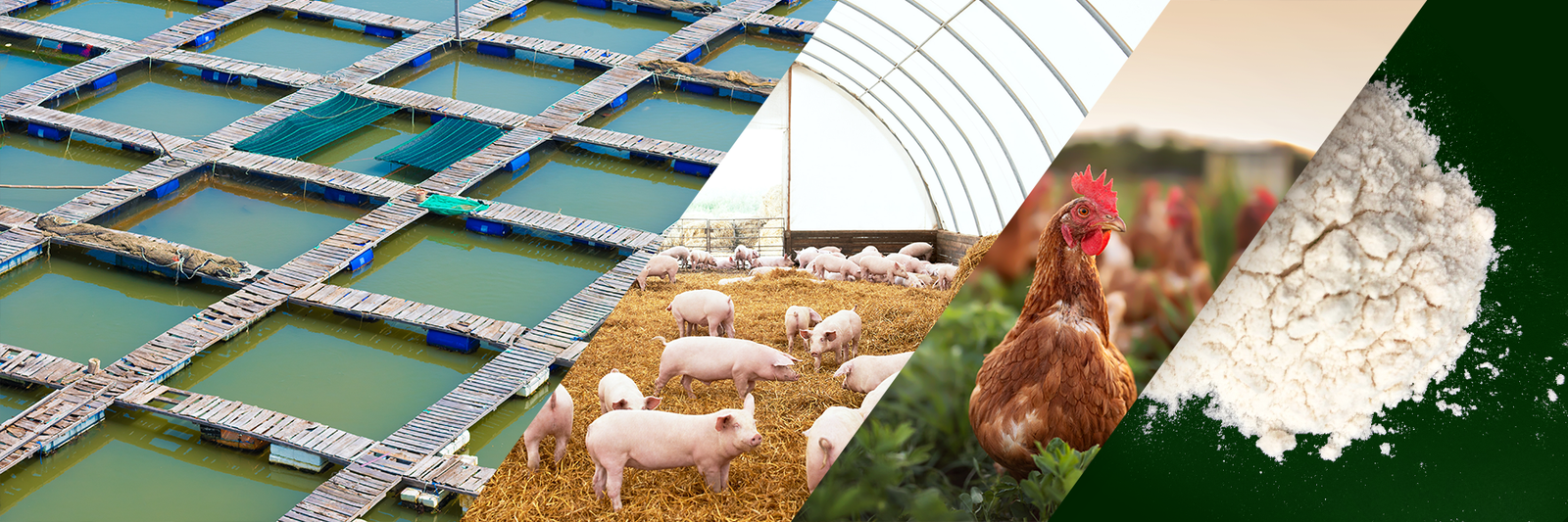 FEED LP20 heat killed lactobacillus plantarum L-137 promote immune function virus infection boost immunity livestock aquatic aquatics aquaculture low dosage handling stability growth promoter feed conversion