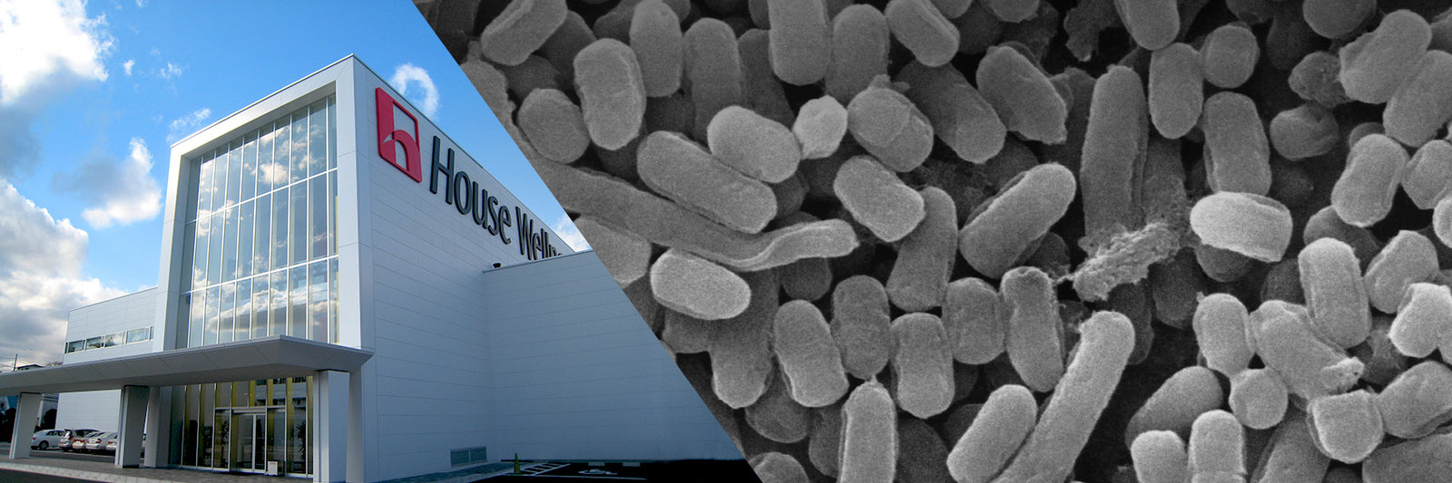 HK L-137 Our labs have been devoted to the clinical study of this remarkable ingredient for over a decade. Find out why immunobiotics will lead trends in self-care, and promoting and maintaining natural immunity for generations going forward.