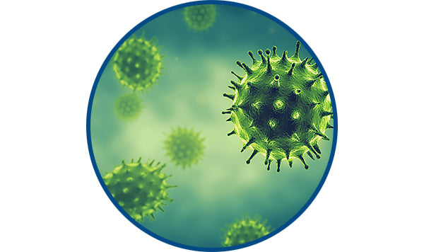 Vibrio parahaemolyticus V.parahaemolyticus swine influenza SIV IAV Escherichia coli E. coli Clostridium perfringens C. perfringens coccidia Coccidiosis Eimeria E. tenella Lactococcus garvieae L.garvieae