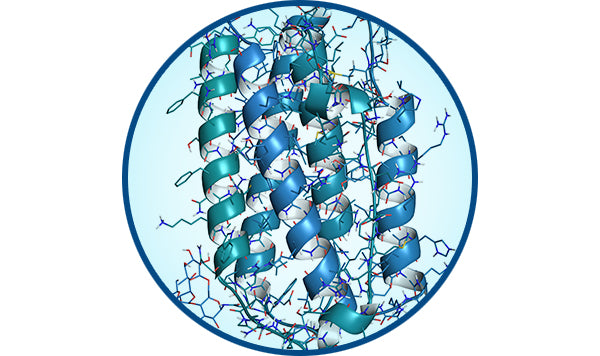 IFN-β interferon beta support immune function boost immune system innate immunity natural immunity