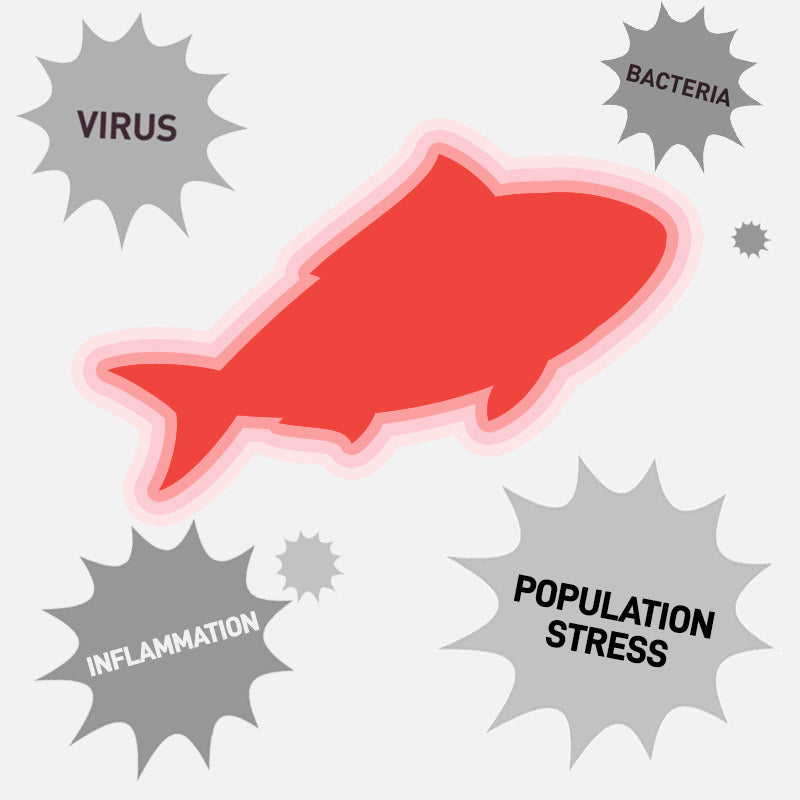 fish shirimp white leg shrimp Kuruma Shrimp Nile tilapia Amberjack Seriola dumerili  striped catfish