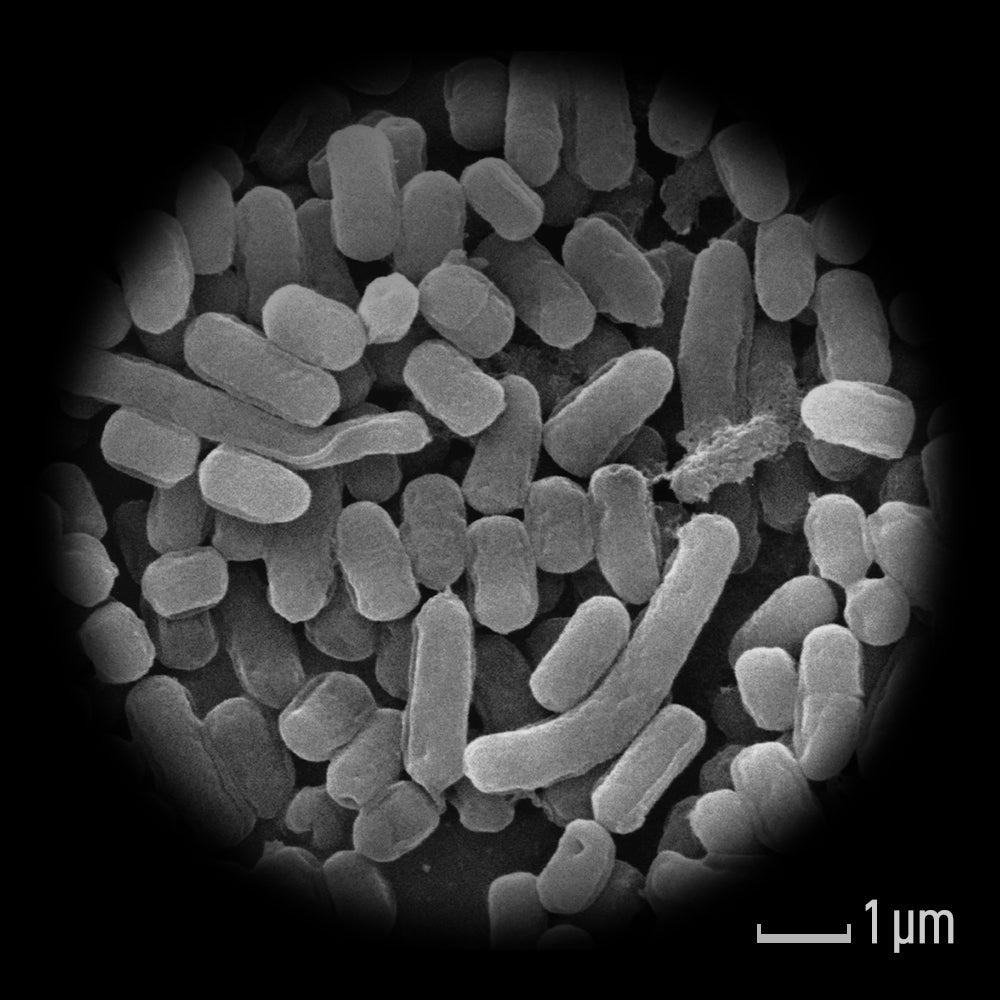 Feed LP20 House Wellness Foods Corporation HK L-137